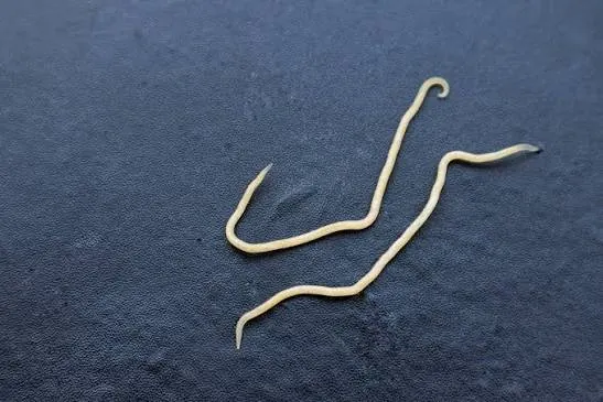 Two threadworms on a dark surface